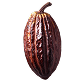 Cacao